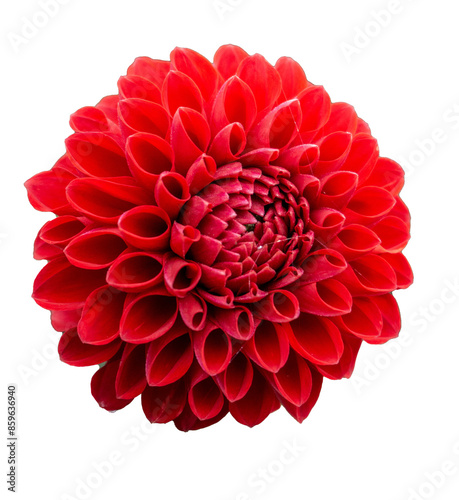 Red dahlia flower isolated closeup