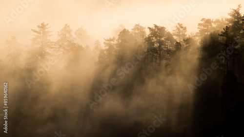 cime des arbres d'une forêt dans la brume et la lumière du matin