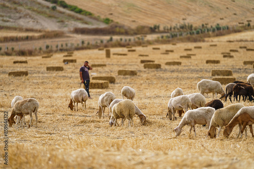 A shepherd takes care of his sheep in the field, with a mountain and a blue sky in the background