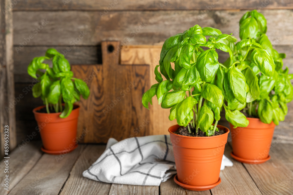 Fresh basil plant in a pot on a textured background. Fresh organic basil leaves. Spices. Vegan. Home gardening on kitchen. Home planting and food growing. basil plant Copy space. Fresh basil plant in a pot on a textured background. Fresh organic basil leaves. Spices. Vegan. Home gardening on kitchen. Home planting and food growing. basil plant Copy space.