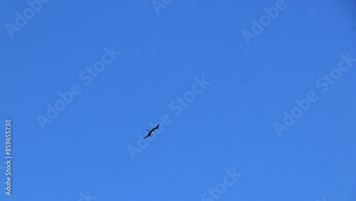 Fregat bird flock fly blue sky clouds background in Mexico. photo