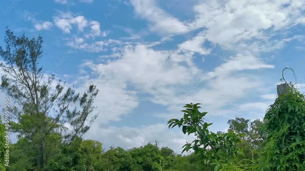 Caribbean beach nature palm trees plant jungle forest nature Mexico. Caribbean beach nature palm trees plant jungle forest nature Mexico.