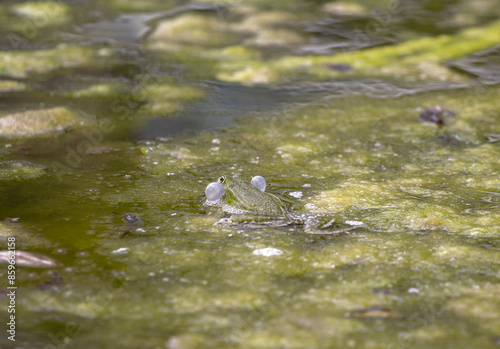 Seaweed, alga on top of water surface with frog,  natural abstract background.