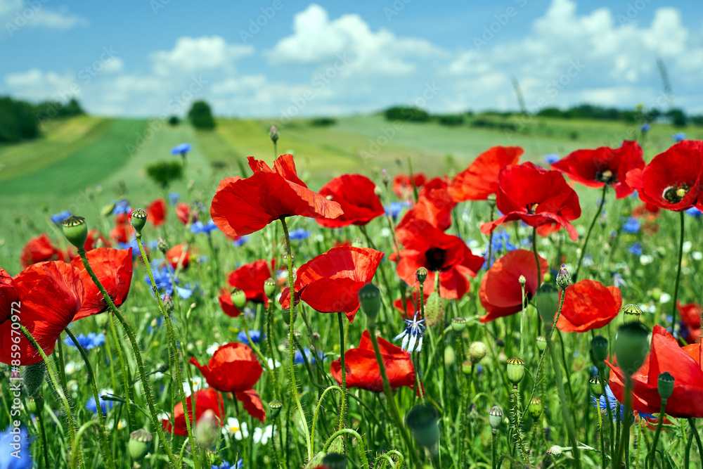 Colorful blue Crambes and poppies flowers on a sunny day in the meadow Colorful blue Crambes and poppies flowers on a sunny day in the meadow