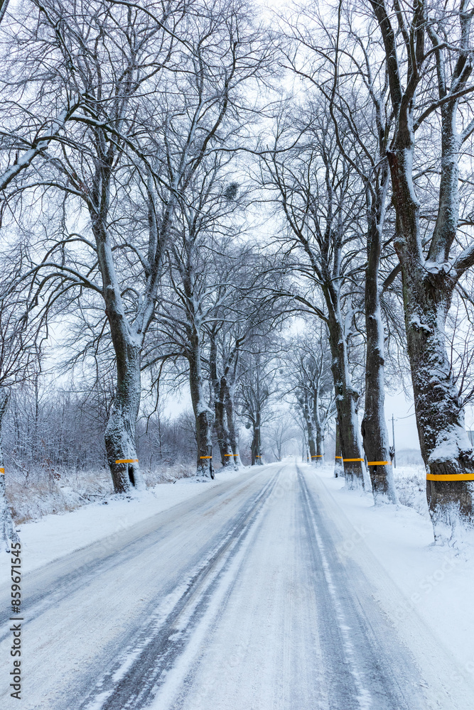 Obraz premium A snowy road with bare trees, a tranquil winter country landscape