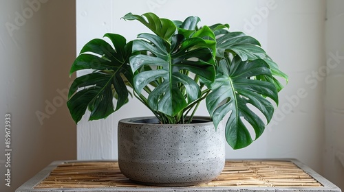 A Monstera plant with beautiful split leaves shown in a round gray concrete pot, placed on a flat bamboo mat. Fusion of nature and contemporary home decor design. photo