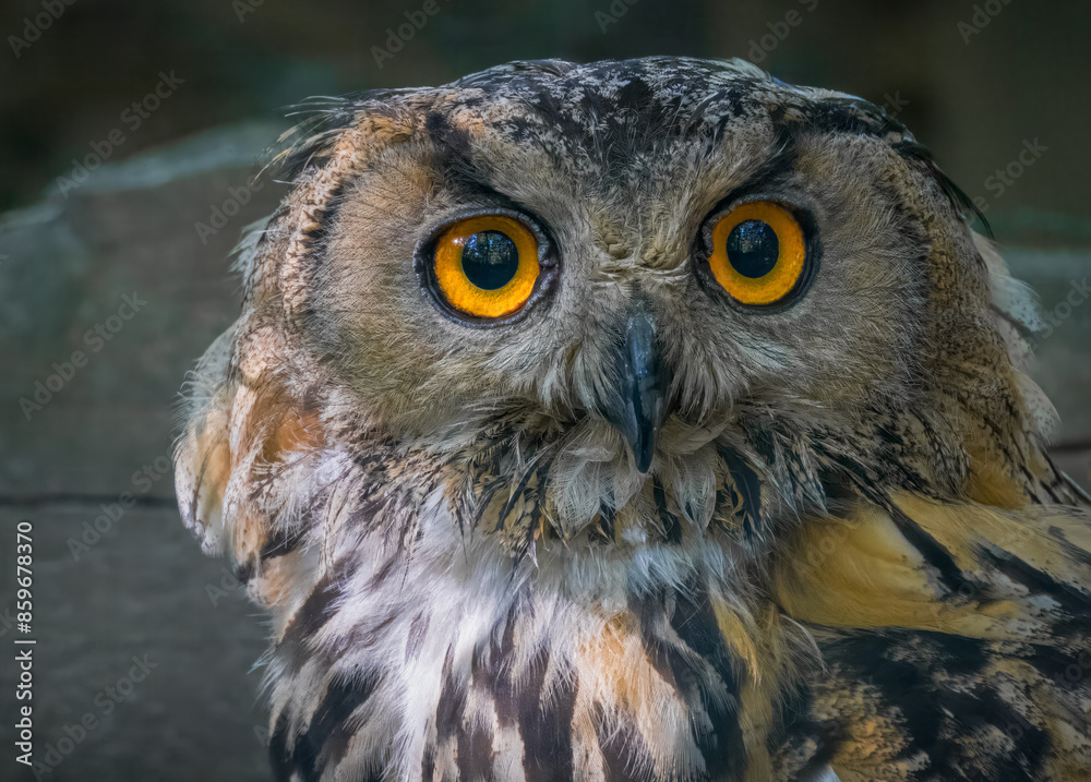 Obraz premium Close-up portrait of a Horned owl on a summer evening. An adult Horned owl looks right toward the camera lens.