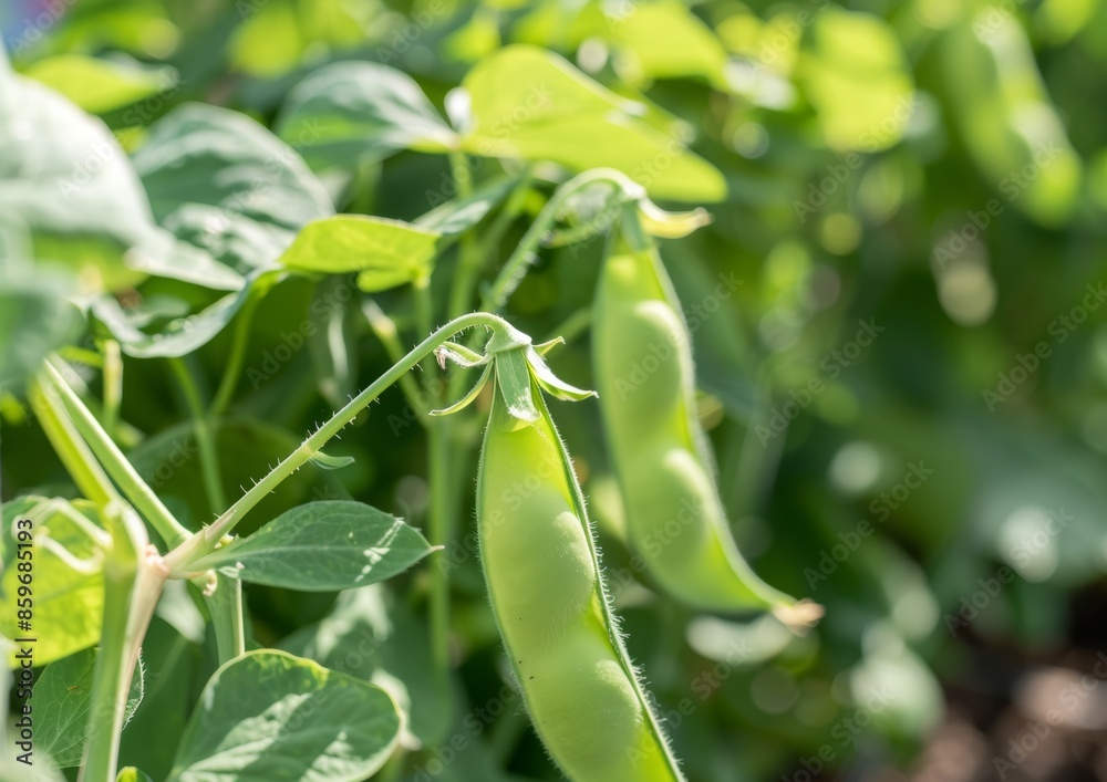 Green Pea Pods Growing on a Vine in a Garden on a Sunny Day Green Pea Pods Growing on a Vine in a Garden on a Sunny Day