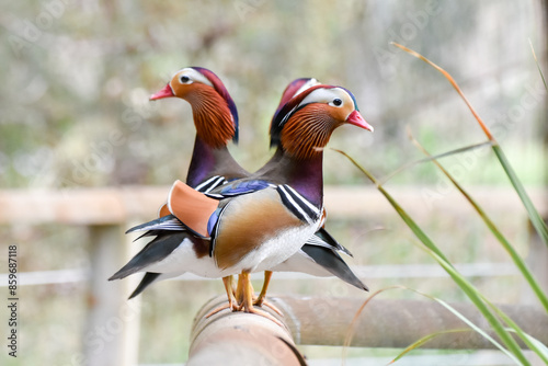 Male mandarin ducks standing on wood	