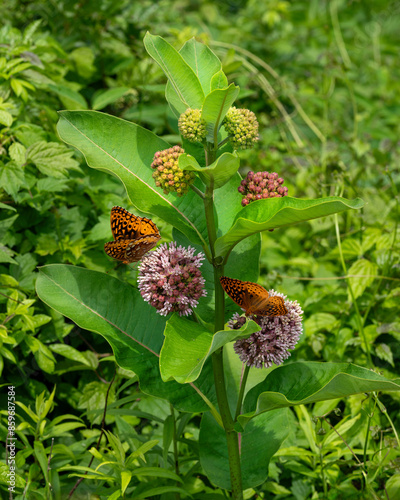 Fresh blossoms of common milkweed, Asclepias syriaca, are visited by bright orange great spangled fritillary butterflies, Speyeria cybele. Milkweed is in various stages of flower and buds. NC, June. photo