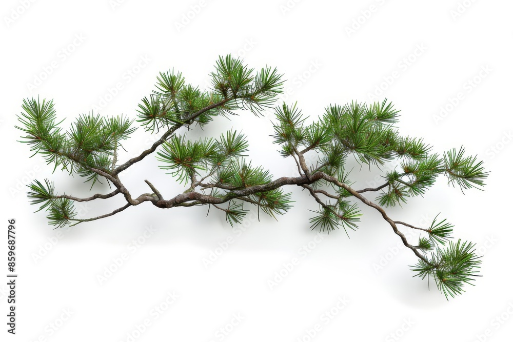 Isolated Evergreen Branch With Green Needles on a White Background Isolated Evergreen Branch With Green Needles on a White Background
