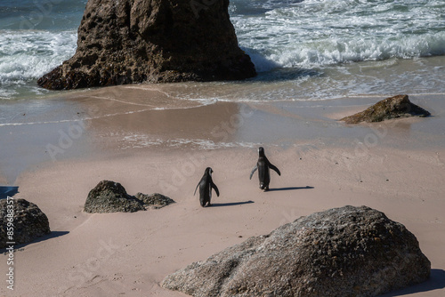 Canvas-taulu Exposure of Boulders Beach aka Boulders Bay, popular spot because it is the only African beach where Penguins can be seen