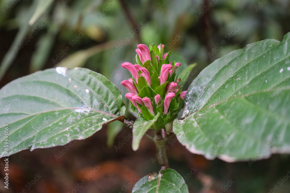 plant plant
