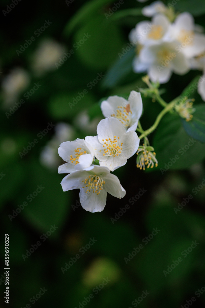 Obraz premium apple tree flowers