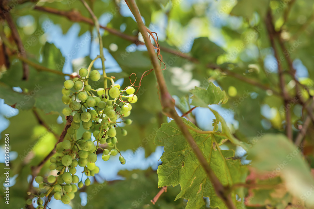 Fototapeta premium Grapes ripening on the vine in the vineyard, space for the concept of the traditional method of winemaking without preservatives