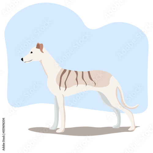 Whippet dog vector illustration with shadow