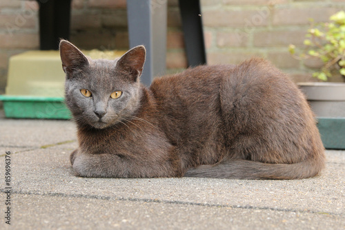 Slika na platnu a beautiful chartreux cat with a grey coat is lies in the garden in springtime c