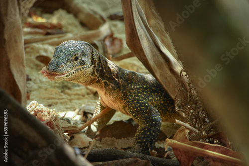 Photography Water monitor lizard eating carrion on the sandy beach