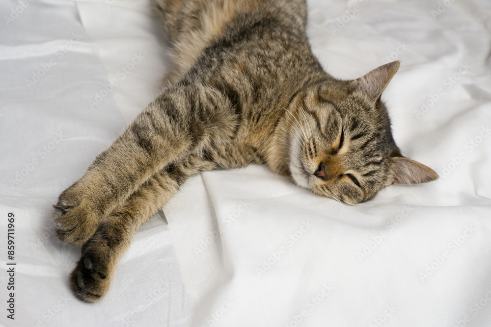 Portrait of a gray domestic cat lying on a white bed. The cat purrs gently