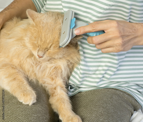 Obraz na płótnie A ginger cat lies in the arms of a woman. A woman combs the fur of her pet with a comb. w salonie