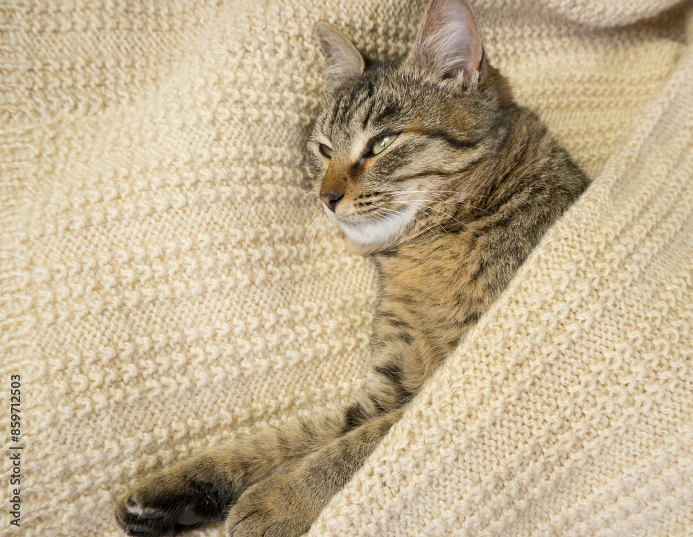 Close-up portrait of a domestic gray cat on a knitted sweater. The cat sleeps in a warm cozy knitted scarf