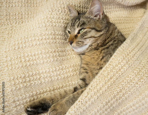 Obraz na płótnie Close-up portrait of a domestic gray cat on a knitted sweater. The cat sleeps in a warm cozy knitted scarf w salonie