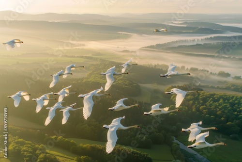 Fototapeta Naklejka Na Ścianę i Meble -  An ultra-sharp aerial photograph captures a magnificent flock of swans soaring in formation over