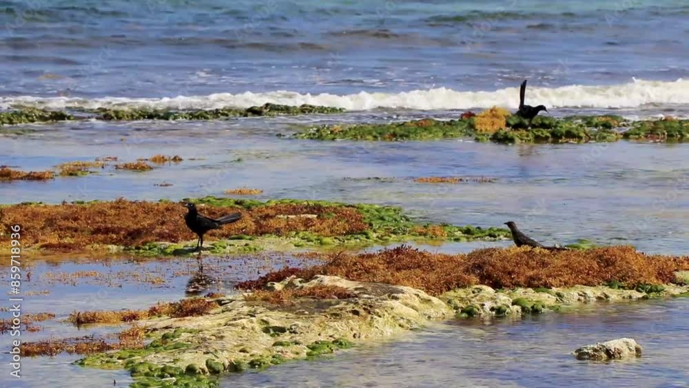 Great Tailed Grackle bird birds eating sargassum on beach Mexico. Great Tailed Grackle bird birds eating sargassum on beach Mexico.