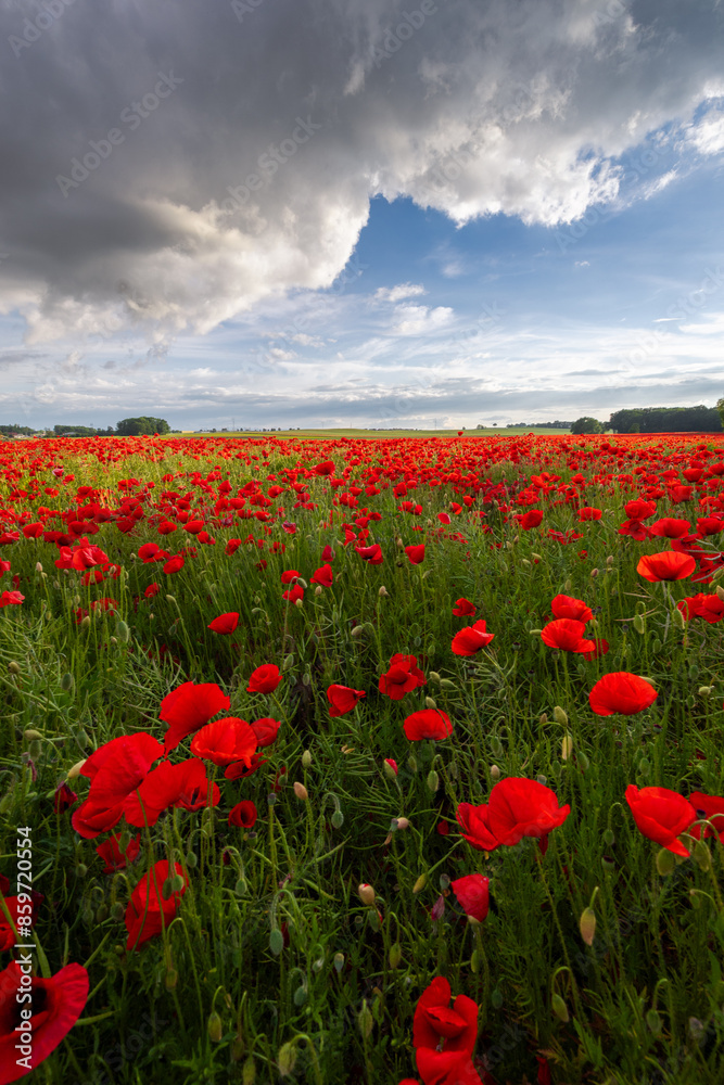 Polish landscape with poppies shows a vibrant field of red poppies swaying in the breeze, set against a backdrop of green meadows and distant hills, under a clear blue or softly clouded sky. Polish landscape with poppies shows a vibrant field of red poppies swaying in the breeze, set against a backdrop of green meadows and distant hills, under a clear blue or softly clouded sky.