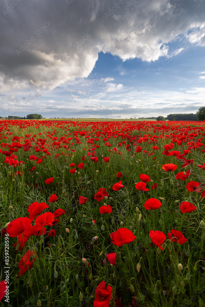 Fototapeta premium Polish landscape with poppies shows a vibrant field of red poppies swaying in the breeze, set against a backdrop of green meadows and distant hills, under a clear blue or softly clouded sky.