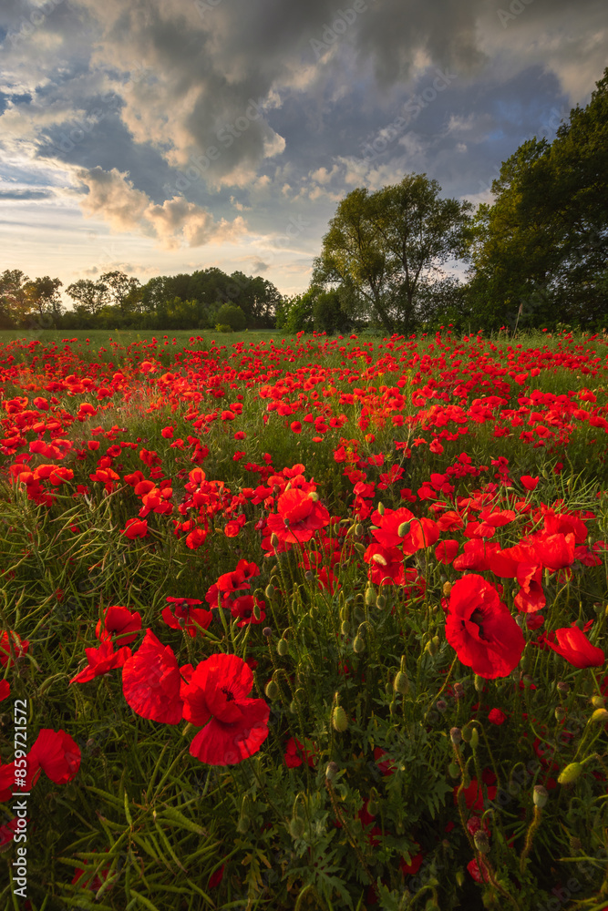 Polish landscape with poppies shows a vibrant field of red poppies swaying in the breeze, set against a backdrop of green meadows and distant hills, under a clear blue or softly clouded sky. Polish landscape with poppies shows a vibrant field of red poppies swaying in the breeze, set against a backdrop of green meadows and distant hills, under a clear blue or softly clouded sky.