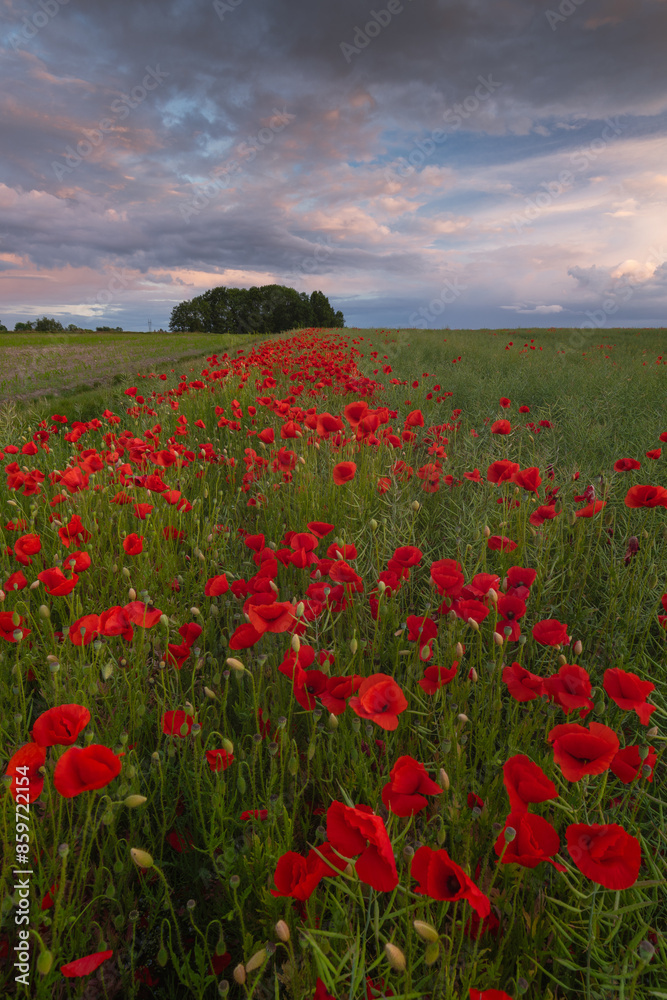 Polish landscape with poppies shows a vibrant field of red poppies swaying in the breeze, set against a backdrop of green meadows and distant hills, under a clear blue or softly clouded sky. Polish landscape with poppies shows a vibrant field of red poppies swaying in the breeze, set against a backdrop of green meadows and distant hills, under a clear blue or softly clouded sky.