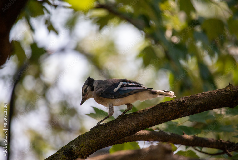 Blue Jay Babies in a Tree Blue Jay Babies in a Tree