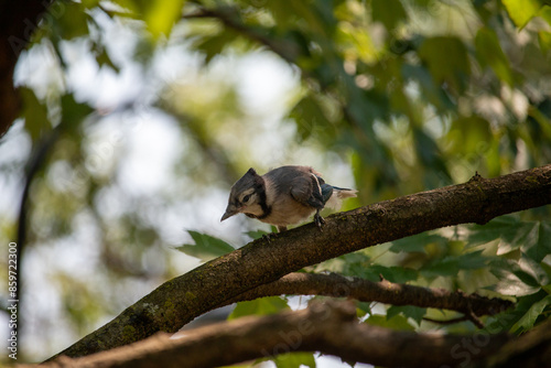 Blue Jay Babies in a Tree