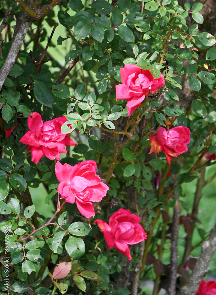 Pink Rose Bush Pink Rose Bush