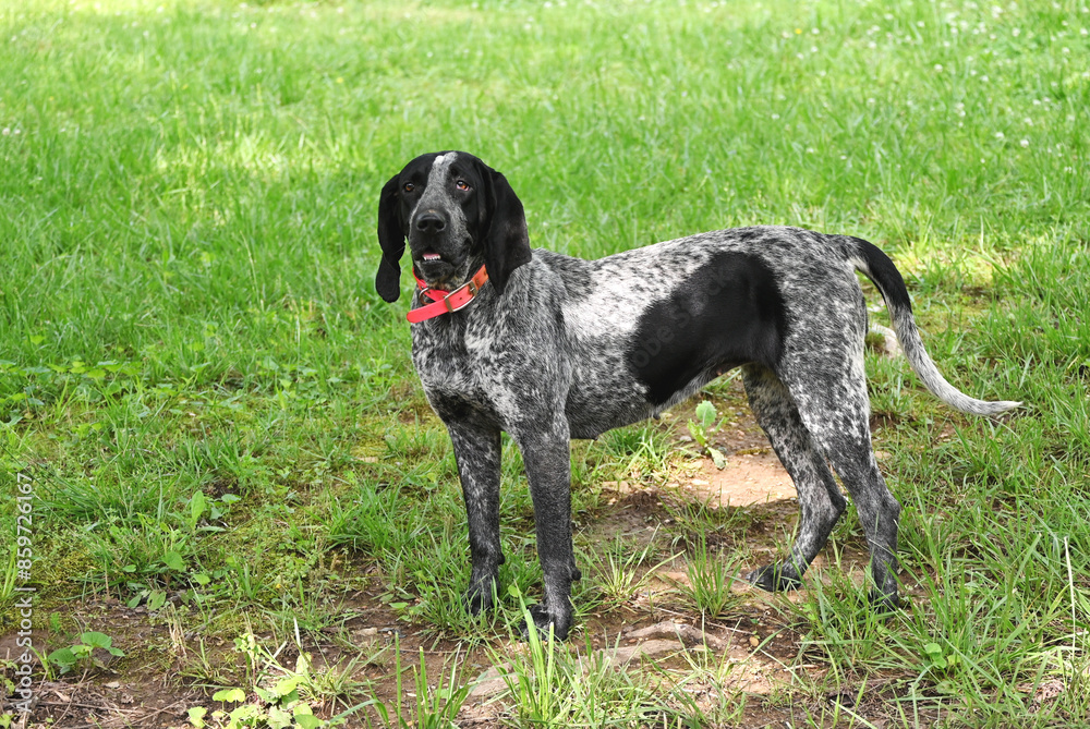 Black and Gray Dog Black and Gray Dog
