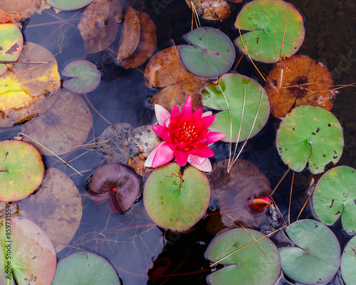 water lilies in the pond photo