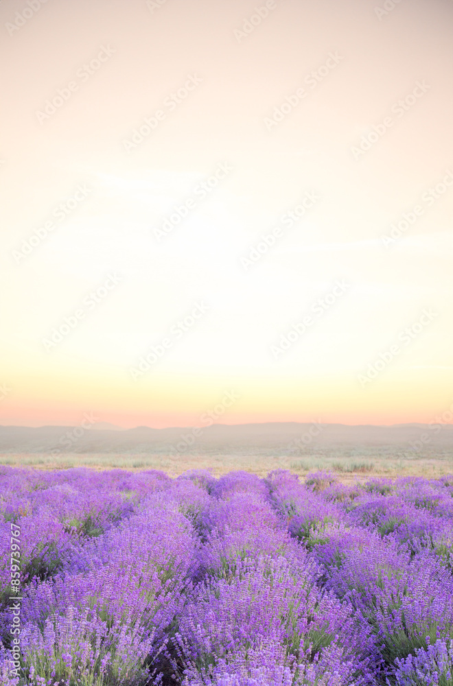Obraz premium Beautiful image of lavender. Blossom field