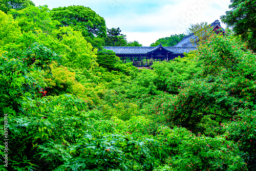 京都、東福寺の青もみじと通天橋 photo