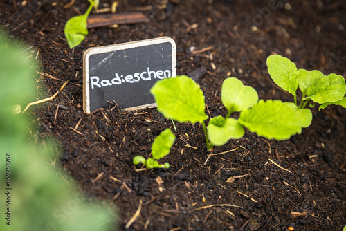 Radiesschen anbau im Garten photo