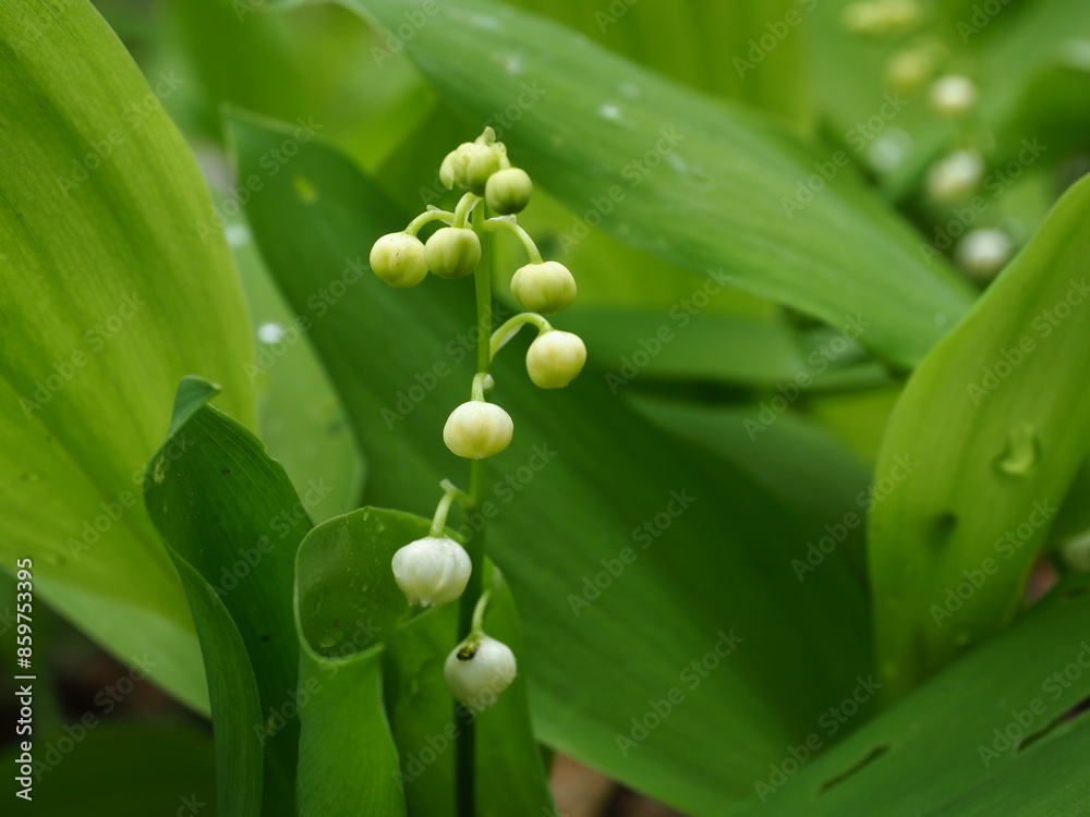 Obraz premium Lily of the vallay in the forest
