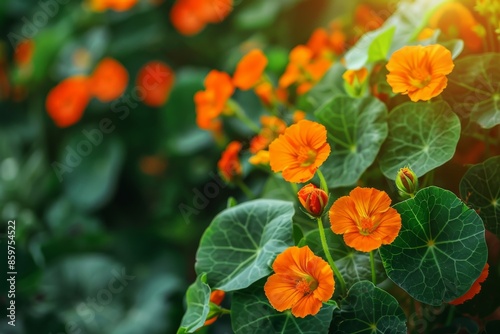 Gardening with Nasturtium flowers in orange photo