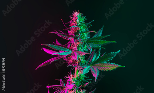 Cannabis flowering plant on dark background. Medical marijuana strain, aesthetic banner with copy space for text. Beautiful vibrant exotic hemp in colored light with with bud in purple hue. Closeup
