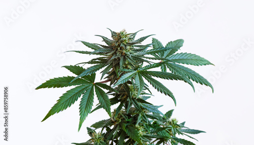 Cannabis plant with flowering bud isolated on white background. Medicinal marijuana hemp strain with sugar ripe bud. Green hemp pot plant with copy space for text