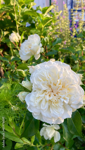 Exquisite layered petals of white roses in the early morning