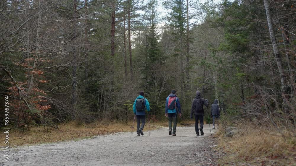Three hikers in winter gear walking on a trail through a forest, seen from the back with no faces visible Three hikers in winter gear walking on a trail through a forest, seen from the back with no faces visible