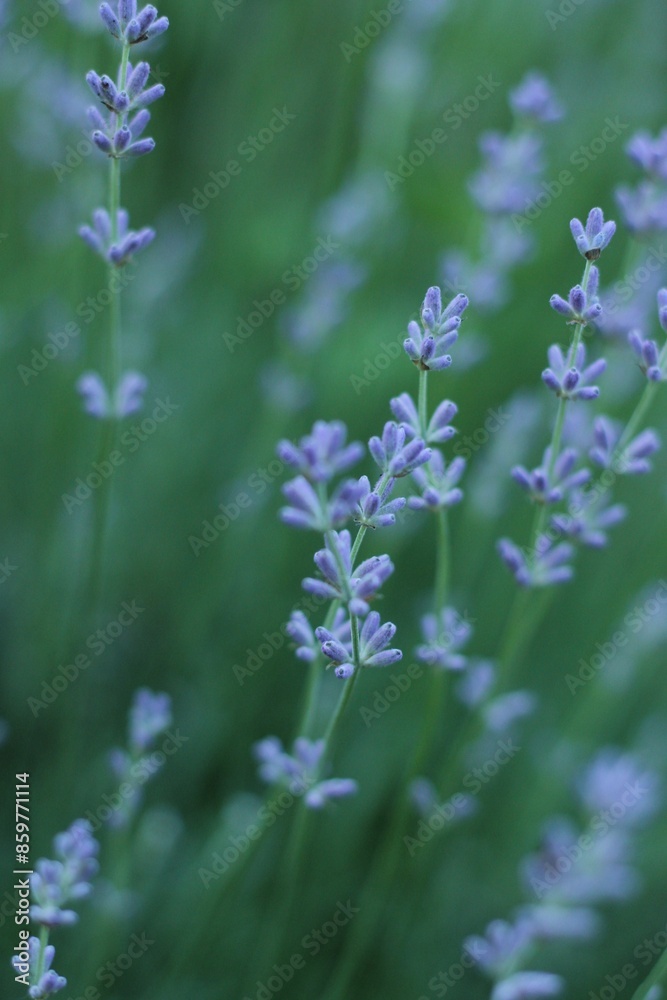 Obraz premium lavender