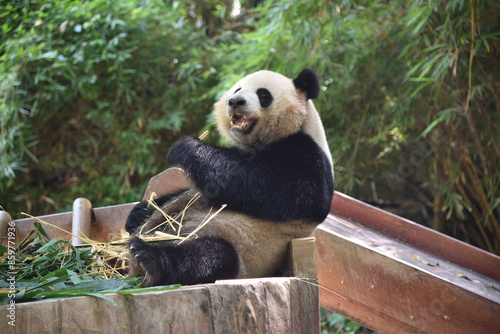 Panda bear resting in hot day, ZOO in Panyu district, Guangzhou city, China.