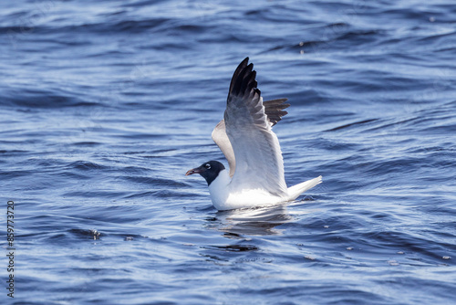 A laughing gull with wings outstretched on the water