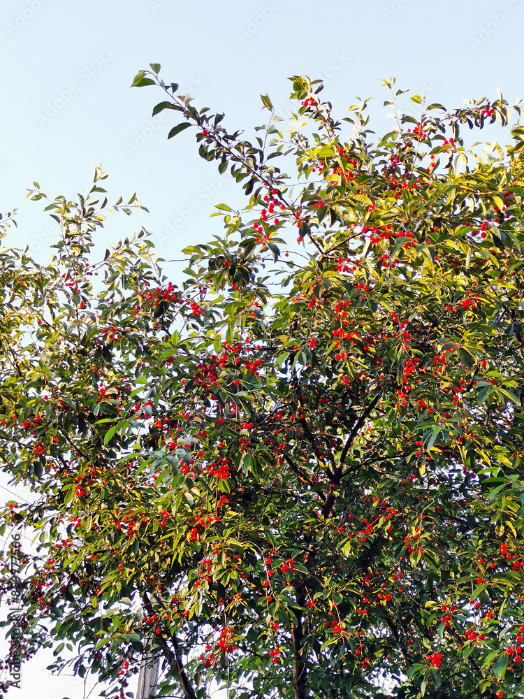 Ripe red cherry berries on a tree in a cherry orchard in the light of sunset against a blue sky. Healthy food, vegetarianism, natural products, gardening and farming, harvest Ripe red cherry berries on a tree in a cherry orchard in the light of sunset against a blue sky. Healthy food, vegetarianism, natural products, gardening and farming, harvest